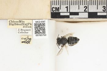 Media type: image;   Entomology 785750 Aspect: labels